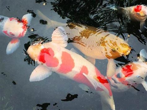 錦鯉魚缸|初次飼養錦鯉多大的比較好養，需要加氧嗎？